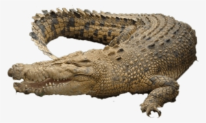 Free Png Crocodile Png Images Transparent - Chicago