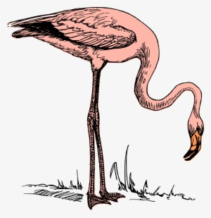 This Free Icons Png Design Of Pink Flamingo