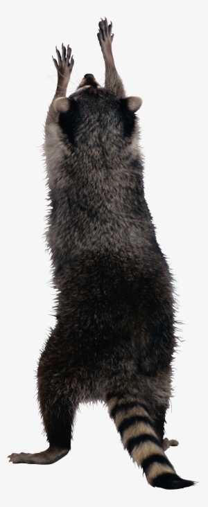 Raccoon Png