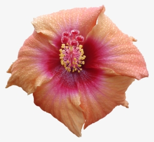 Hibiscus Flower Png Texture - Png High Quality Textures