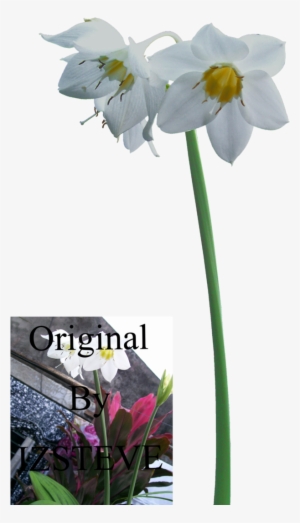 Amazon Lily By Izsteve - Library