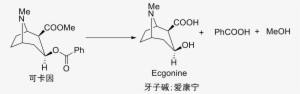 Hydrolysis Of Cocaine - Кокаин С Перманганатом Калия Реакция