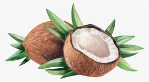 Coconut Clipart Coconut Seed - La Tourangelle - Virgin Organic Coconut Oil - 14 Oz.