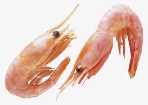 Free Icons Png - Transparent Background Shrimp Png