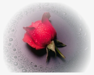 Wet Rose Mist