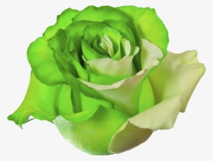 Green Rose Png
