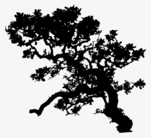 Tree, Leaves, Leaf, Nature, Ecological - Feuilles Arbre Silhouette Png