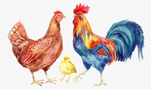 Hen Png Transparent Images - Hen Water Color