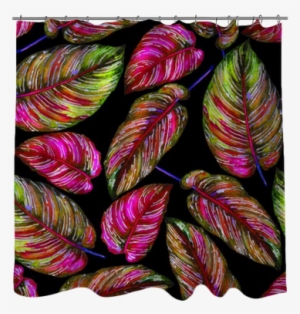 Colorful Leaves Of Exotic Calathea Ornata Plant On - Leaf