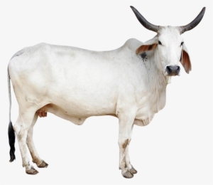 Cow Png Image - Mother Organic Cow Ghee 1 Kg