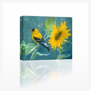 Bird On A Sunflower - American Goldfinch