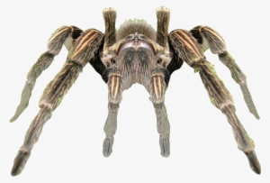 Spider Transparent Background