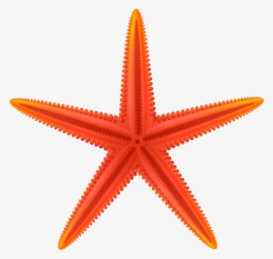 Free Png Red Starfish Png Images Transparent - Red Starfish Clip Art