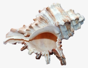 Scallop Sea Shell Png Transparent Image - Ocean Shell