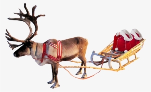 Reindeer Transparent Background