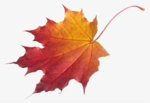 Free Png Autumn Leaves Png Images Transparent - Falling Maple Leaf Png