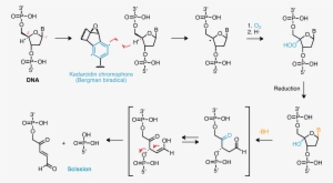 Dna Damage Mechanism - Radical Dna Damage Mechanism