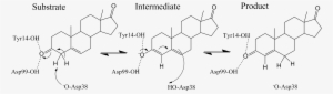Ksi Mechanism - Steroid Delta-isomerase