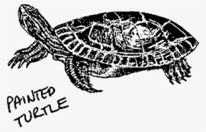 Sea Turtle Clipart Kemp's Ridley - Painted Turtle Clip Art