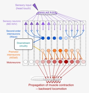 Publication Details - School Of Science, The University Of Tokyo