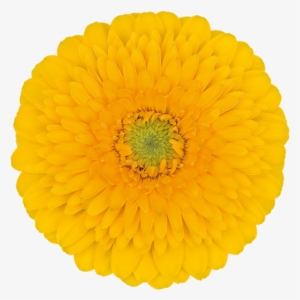 Deejay® - Flower