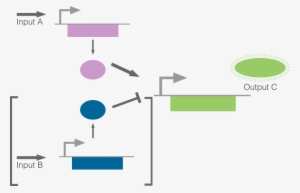 Transcriptional-based Regulation Can Result In Several - Diagram