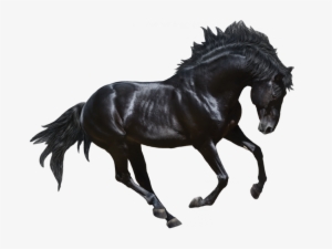 Http - //www - Murando - 1 - Png - V Un Caballo - Black Horse Royalty Free