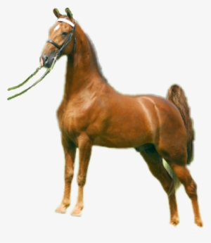 Titleist Walking Horse