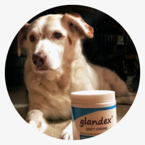 Barney Glandex Pet Of The Month October - Companion Dog