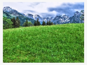 Medium Image - Alpine Meadow
