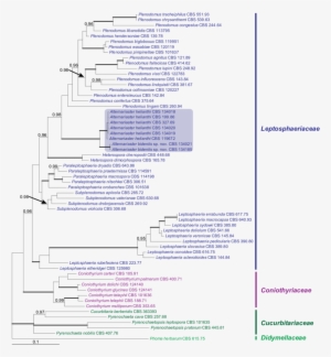 Bayesian 50 % Majority Rule Consensus Tree Based On - Posterior Probability