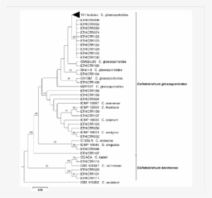 Neighbor-joining Phylogenetic Tree Of Concatenated - Neighbor Joining
