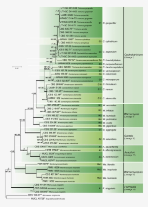 Maximum Likelihood Tree Obtained From The Combined - Microascaceae