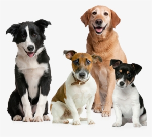 Info@jpladevall - Com - Dog Png