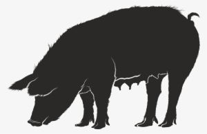 , , - Cerdo Sombra