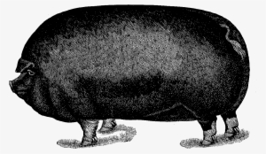 Digital Pig Illustration - The Aleph