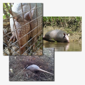 Armadillo Removal Has Become A Very Common Wildlife - Armadillo