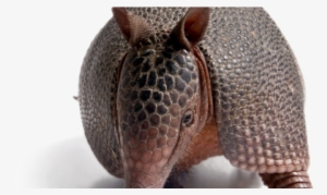 Armadillos