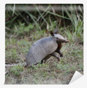 Armadillo