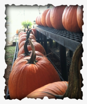 ~real Pumpkin Patch ~cotton Patch ~corn Bins ~hay Bale - German Shepherd