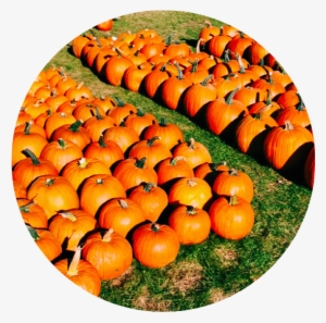 Pumpkin Patch - Pumpkin