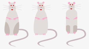 Rats, Tails, Animals, Rodents, Gnawer, Three, Cute - Rodent