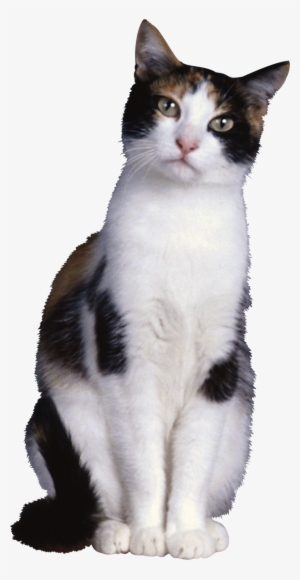 Dezena De Imagens Png De Gatinhos Em Alta Resolução - Cat Sitting Transparent Gif