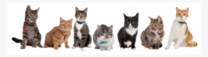 Cachorros E Gatos Png - Gatos E Cachorros Png