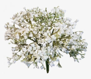 Baby Breath Flower Png