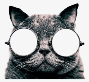 Cat Sticker - Cool Cat Canvas Poster Framed On Wood Frame,cat Picture