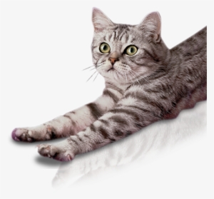 Main-foto - Gato Whiskas Png
