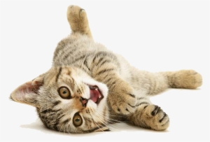Imagenes De Gatos Png - Transparent Cute Cat Png