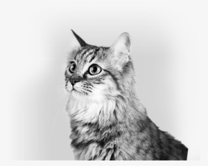 Descurbí Toda La Línea De Balanced Seco - Domestic Long-haired Cat