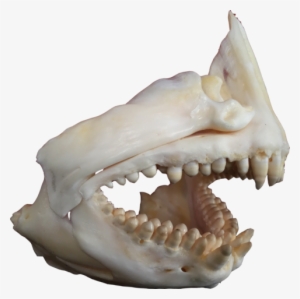 Brent Was Pretty Excited About Fishing The Area Of - Fang